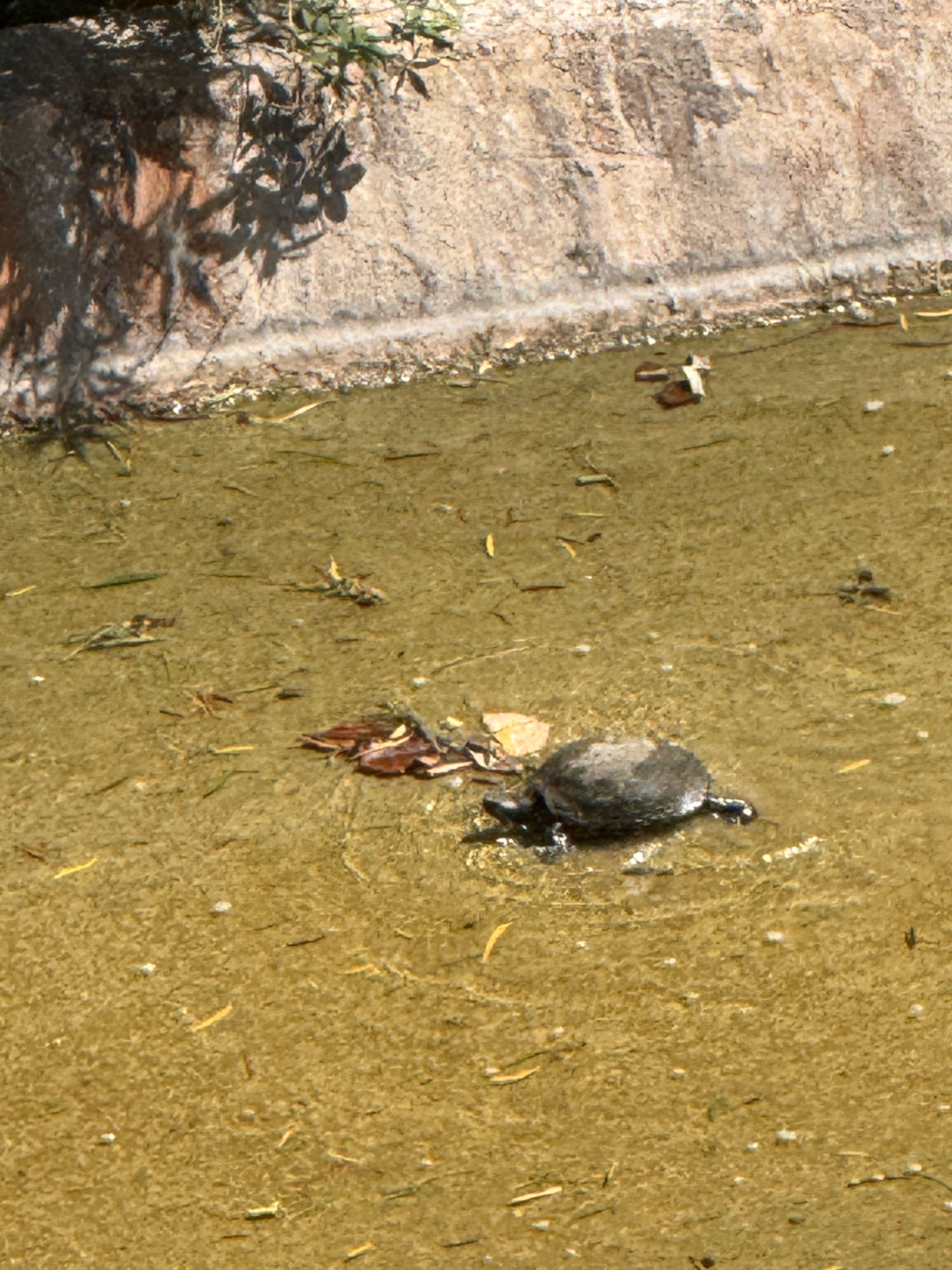 Sathvik Kotikalapudi